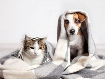 Shamy Heating & Air Conditioning offers a wide range of services in Perrysburg to keep you and your pets comfortable!