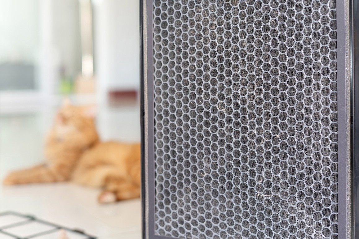 A cat in a Maumee home. At Shamy, we’ll make sure the air in your home stays clean!